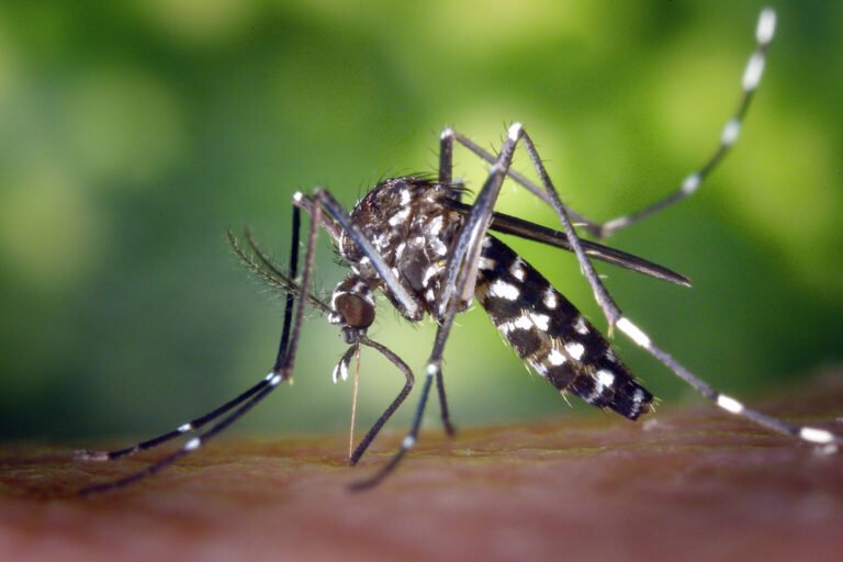 Prevención del dengue: por qué el descacharrado en invierno es clave