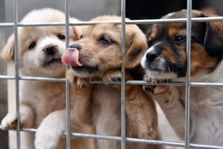 Concordia prohíbe la reproducción y venta de animales de compañía con fines comerciales
