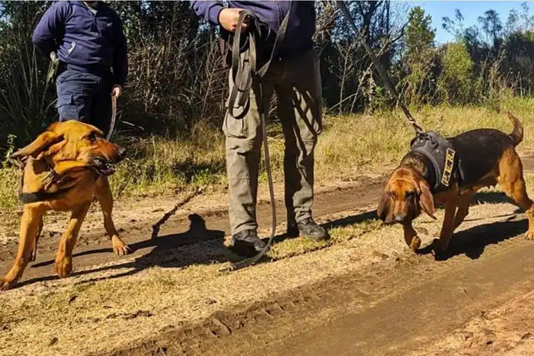 Perros policiales encontraron en buen estado a un hombre buscado en Concordia